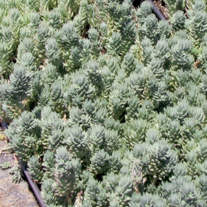 Sedum Blue Spruce 6 Pack