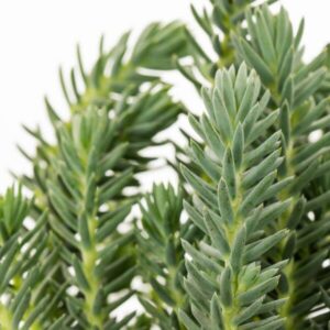 Sedum Green Spruce 6 Pack