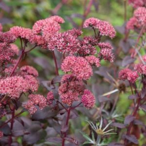 Sedum x Bertram Anderson 128 Plug Tray