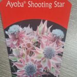 Serruria Ayoba® Shooting Star 15cm Pot