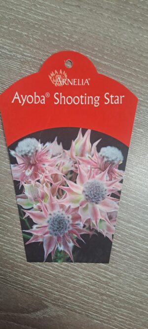 Serruria Ayoba® Shooting Star 15cm Pot