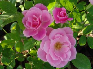 Simplicity Rose STD 90cm