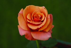 Singin-In-The-Rain-Hybrid-Tea-Rose-5lt.jpg Singin’ In The Rain Hybrid Tea Rose 5lt