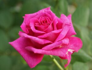 Smell-Me.jpg Smell Me Hybrid Tea Rose 5lt