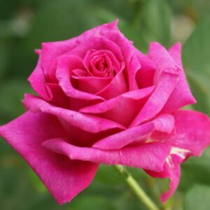 Smell-Me.jpg Smell Me Hybrid Tea Rose 5lt