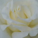 Snow Queen Rose STD 90cm