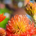 So® Exquisite Leucospermum (pincushion) 15cm Pot