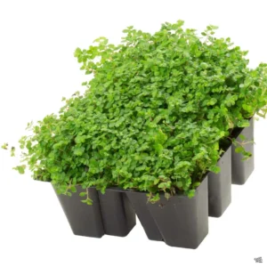 Soleirolia Soleirolii (Peace in the Home) 6 Pack