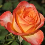 Southern Sun Hybrid Tea Rose 5lt