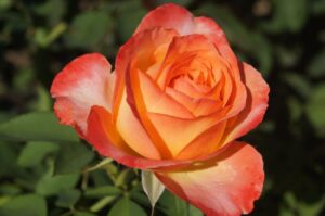 Southern-Sun.jpg Southern Sun Hybrid Tea Rose 5lt