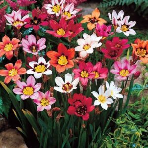 Sparaxis-Mixed.jpg Sparaxis Bulbs-Mixed