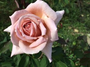Spiced Coffee Hybrid Tea Rose 5lt