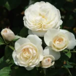 Rose Spirit of SACS 5lt