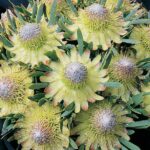 Protea 'Starlight' 22cm Pot