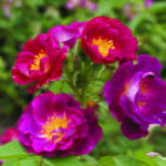 Stormy Weather Panarosa Rose 5lt