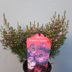 Strawberry-Surprise-scaled-1.jpg Geraldton Wax 'Strawberry Surprise' 15cm Pot