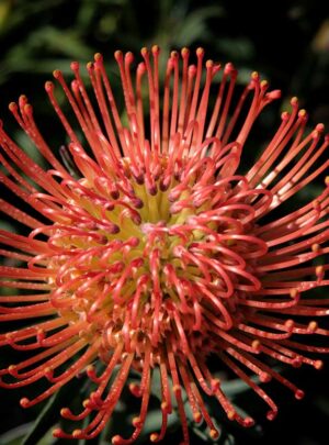 Leucospermum Succession 32cm Pot