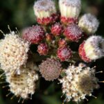 Sweet Lucy Leucospermum (pincushion) 15cm Pot