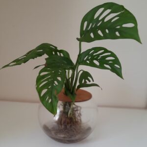 Swiss-Cheese-Fish-Bowl-15cm.jpg Fishbowl with Swiss Cheese Monster