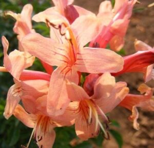 Tecoma capensis 'Salmon' 128 Plug Tray