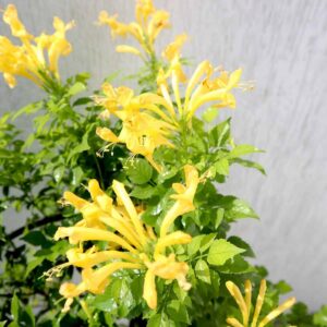 Skip to main contentSkip to toolbar About WordPress ClicknPlant Online Nursery Gauteng Live 22 updates available 00 Comments in moderation New View product WPForms Howdy, siteadmin 🎉 Almost there. Only 1 step left get your store up and running. Finish setup Edit Product Store Activity Activityunread activity Finish setup Screen OptionsHelp Edit product Add new product Product name Tecoma capensis 'Yellow' 128 Plug Tray Skip to Editor Permalink: https://www.clicknplant.co.za/product/tecoma-capensis-…ow-128-plug-tray/ ‎Edit Product description Add Media Add Form VisualCode Paragraph Word count: 5 Last edited on August 1, 2025 at 11:33 am Move upMove downToggle panel: Publish Preview Changes(opens in a new tab) Status: Published EditEdit status Visibility: Public EditEdit visibility Published on: Aug 1, 2025 at 11:33 EditEdit date and time Catalog visibility: Shop and search results Edit Copy to a new draft Move to Trash Move upMove downToggle panel: Product image Unify with Elementor AI Click the image to edit or update Remove product image Move upMove downToggle panel: Product gallery Add product gallery images Move upMove downToggle panel: Product categories All categories Most Used All plants All Plants Bulbs Summer Bulbs Amaryllis Bulbs Dahlia Bulbs Other Summer Bulbs Sword Lily Bulbs Winter Bulbs Daffodil Bulbs Freesias Bulbs Hyacinths Bulbs Iris Dutch Bulbs Lilium Bulbs (St Joseph Lily) Other Winter Bulbs Ranunculus Bulbs Watsonia Bulbs Earthworm Products Fynbos Buchu Plants Erica Plants Geraldton Wax Plants Grevillea Plant Leucadendron Plants (Cone Bushes) Leucospermum Plants (Pincushions) Mimetes Plants Other Fynbos Protea Plants Serruria Plants Garden Pots Fiberglass Pots Gift Vouchers Indoor Plants All Indoor Plants Hanging Plants Indoor Plants On Sale Other Indoor Plants Lollipop/Standard Plants Roses Climbing Roses Fairy Tale Roses Hybrid Tea Roses Panarosas Roses Standard/Lollipop Roses Tray Packs 128 Plug Trays Bulbs, Climbers, Ground Covers, Grasses and Shrubs Succulents Trees 24 Multi Pot Tray 4 Pack Plant Trays Groundcovers Shrubs and Bushes Herb Tray Packs Plant Tray Packs Vegetable Tray Packs Vases and more.... + Add new category Move upMove downToggle panel: Product tags Add new tag Separate tags with commas Choose from the most used tags Move upMove downToggle panel: Brands All Brands Most Used + Add New Brand Move upMove downToggle panel: Channel visibility Google for WooCommerce Complete setup to get your products listed on Google for free. Complete setup Simple product Move upMove downToggle panel: Product data General Inventory Shipping Linked Products Attributes Advanced Get more options Regular price (R) 1095 Sale price (R) Schedule Tax status Taxable Tax class Standard Move upMove downToggle panel: Product short description Add Media Add FormVisualCode Paragraph