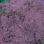 Thymus Serphyllum 'Pink Chintz' 4 Pack Tray