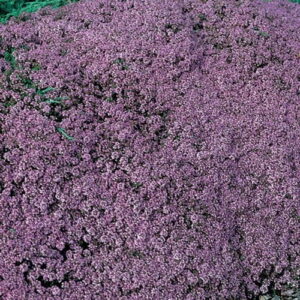 Thymus Serphyllum 'Pink Chintz' 4 Pack Tray