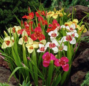 Tigridia Bulbs