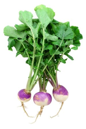 Turnips 200 Plug Tray