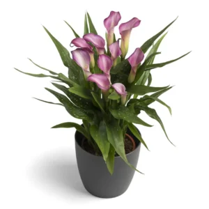 Zantedeschia Twilight Bulbs Zantedeschia Twilight Bulbs