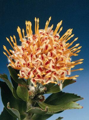Leucospermum Veldfire (pincushion) 15cm Pot