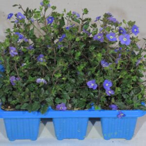 Veronica-Oxford-Blue.jpg Veronica Oxford Blue 6 Pack