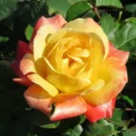 Vuvuzela Rose STD 90cm