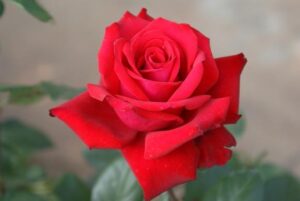 Walter Sisulu Panarosa Rose 5lt