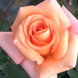Warm Wishes Hybrid Tea Rose 5lt