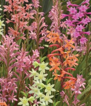 Watsonia Meriana Bulbs-Assorted Colours 5 Pack Watsonia Meriana Bulbs-Assorted Colours 5 Pack