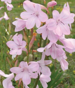 Watsonia Borbonica Bulbs-Persephone