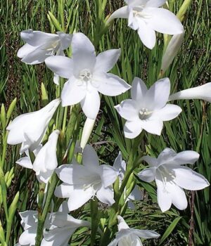 Watsonia Borbonica Bulbs-Snow White