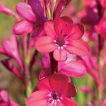 Watsonia Borbonica Bulbs Assorted