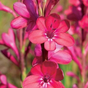 Watsonia Borbonica Bulbs Assorted