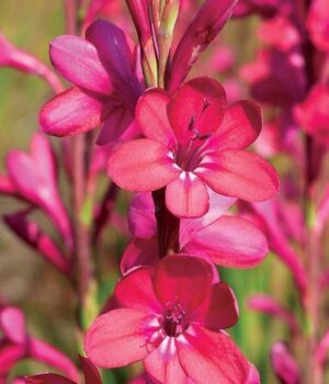 Watsonia Borbonica Bulbs Assorted