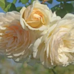 Wedding Garland Climbing Rose 5lt