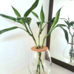 Barrel Vase 20cm with Lucky Bamboo