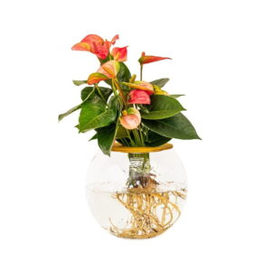 WhatsApp-Image-2022-07-14-at-7.12.38-PM-13.jpeg Fishbowl with Anthurium - Pink Flower 20cm