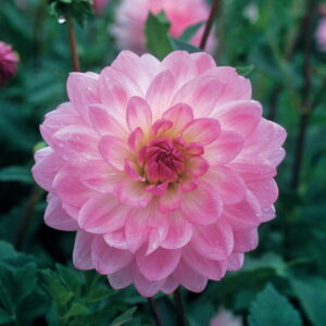 Dahlia Decorative - "Pink" Bulbs