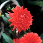 Dahlia Decorative - "Red" Bulbs