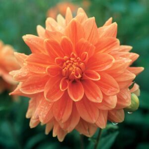 WhatsApp-Image-2022-08-10-at-1.18.14-PM.jpeg Dahlia Decorative - "Orange" Bulbs