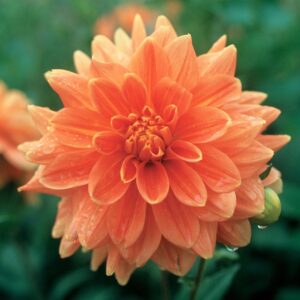 Dahlia Decorative - "Orange" Bulbs