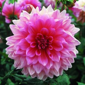 WhatsApp-Image-2022-08-10-at-1.23.32-PM-1.jpeg Dahlia Dinner Plate - "Lavender Perfection" Bulbs