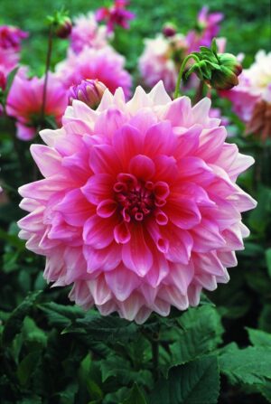Dahlia Dinner Plate - "Lavender Perfection" Bulbs